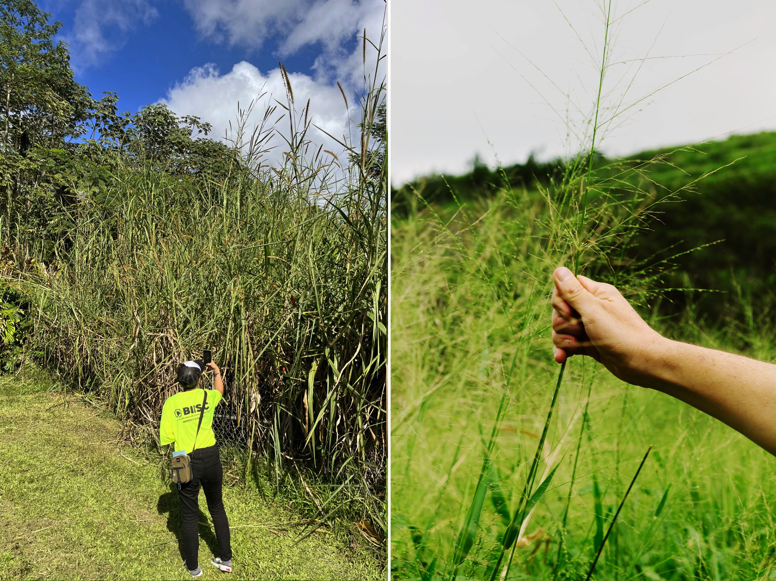 A member of the Big Island Invasive Species Committee surveys invasive elephant grass, left, and Allyson Earl holds an invasive grass near the University of Hawaii in Manoa. (Big Island Invasive Species Committee; Josiah Patterson for NBC News)