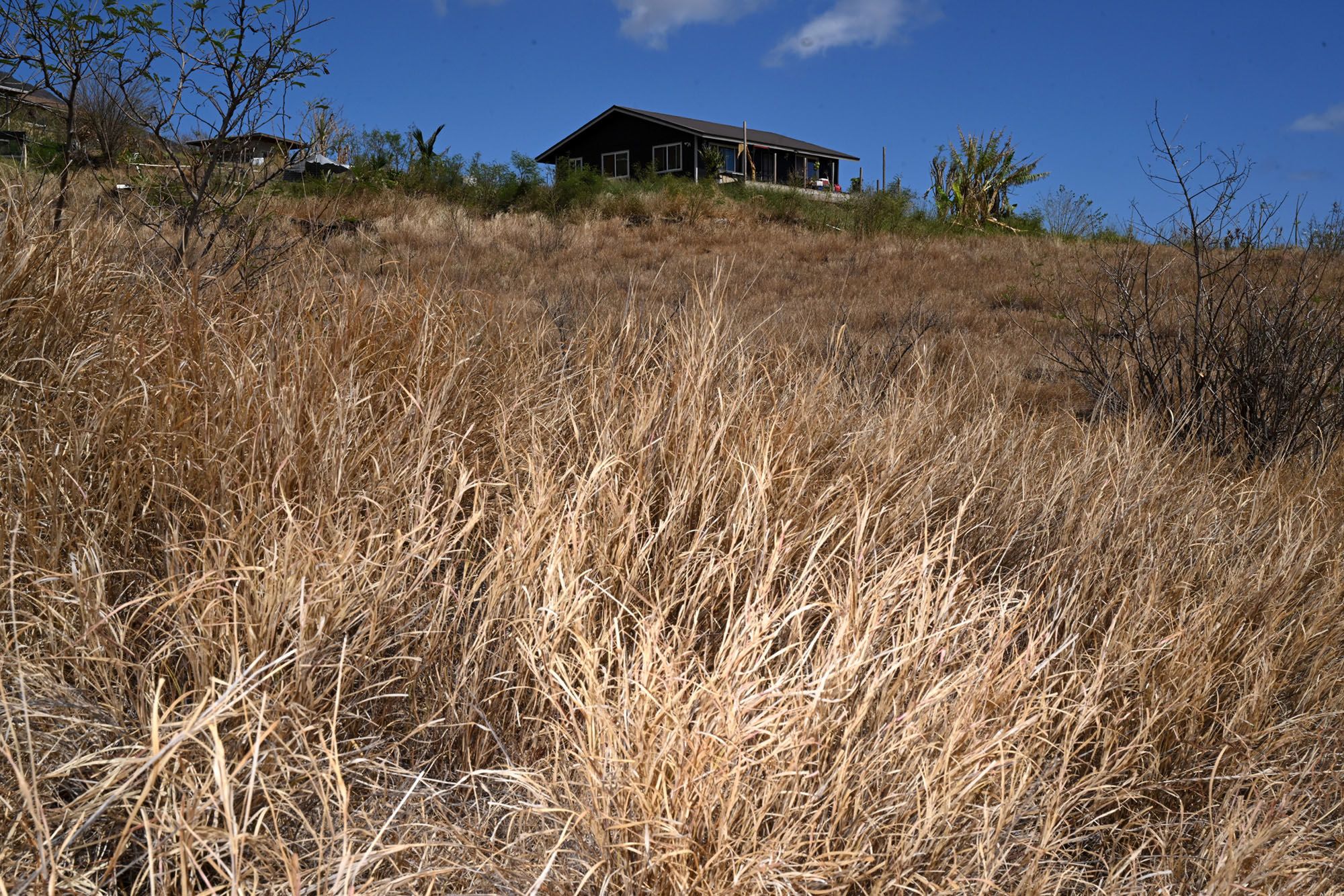 Dry grass in Lahaina. (Matt McClain / The Washington Post via Getty Images)